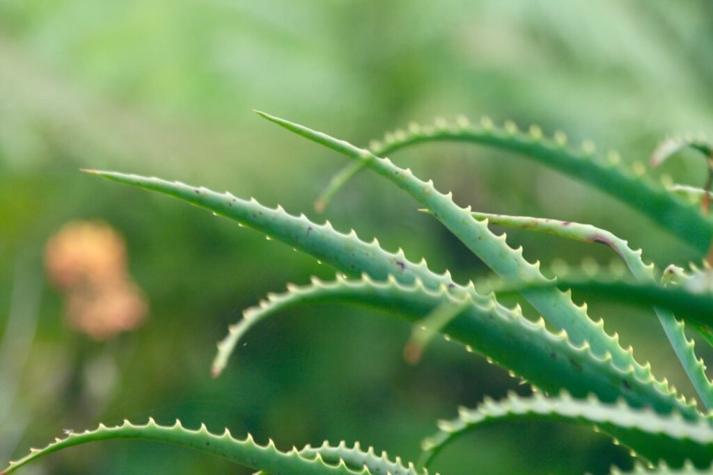 Top Benefits And Uses of Patanjali Aloe Vera Gel